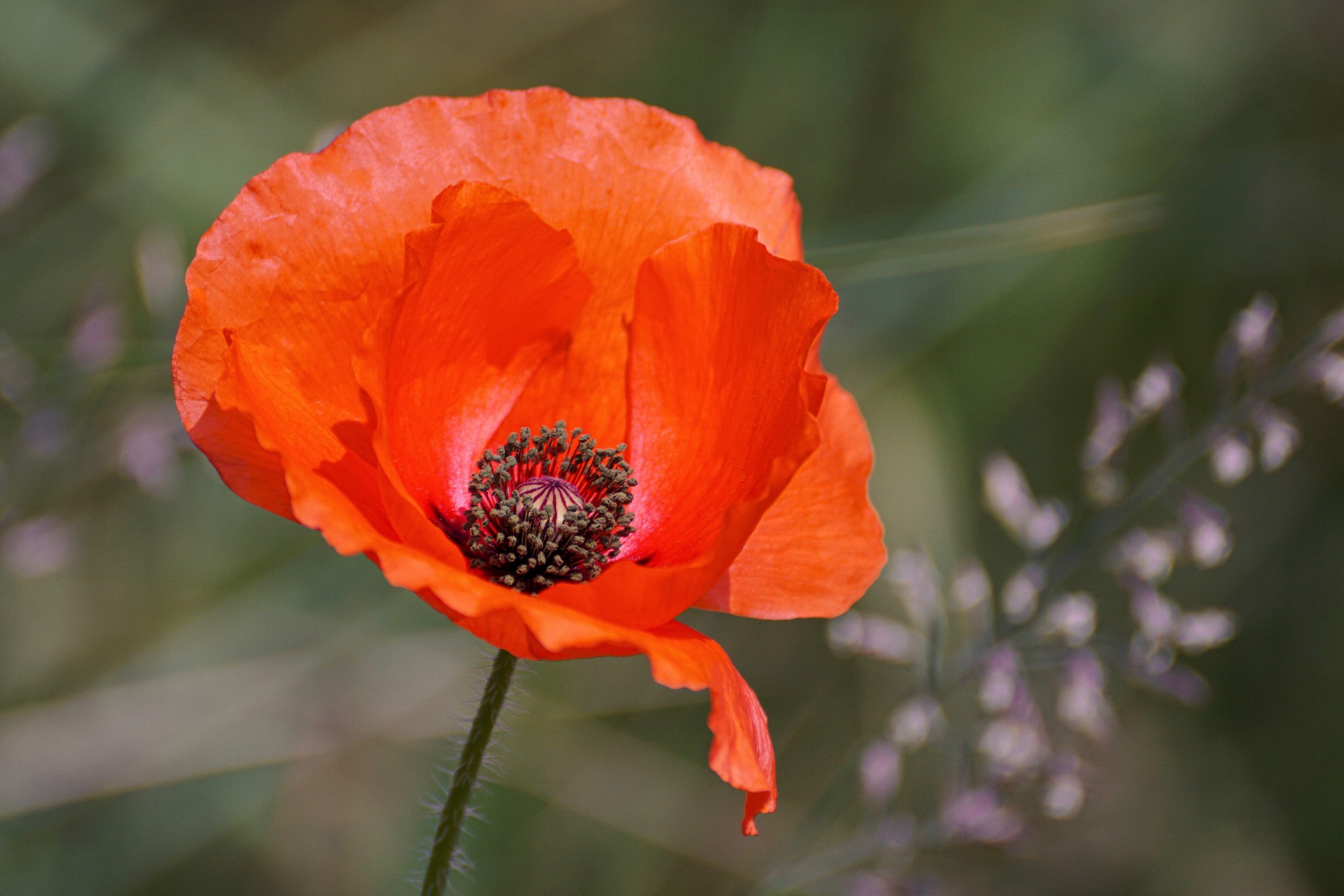 Poppy